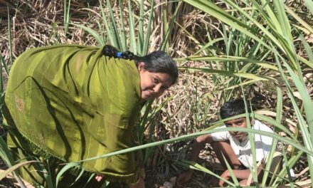 ಭೂತಾಯಿ ಮಡಿಲಲ್ಲಿ ಚರಗ ಚಲ್ಲಿ ಎಳ್ಳು ಅಮವಾಸ್ಯೆ ಹಬ್ಬ ಆಚರಣೆ