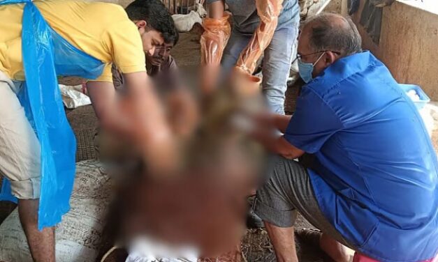 ಮಾನವನ ಬೇಜವಾಬ್ದಾರಿ: ಆಕಳ ಹೊಟ್ಟೆಯಲ್ಲಿತ್ತು 48 ಕಿಲೊ ಪ್ಲ್ಯಾಸ್ಟಿಕ್…!
