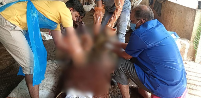 ಮಾನವನ ಬೇಜವಾಬ್ದಾರಿ: ಆಕಳ ಹೊಟ್ಟೆಯಲ್ಲಿತ್ತು 48 ಕಿಲೊ ಪ್ಲ್ಯಾಸ್ಟಿಕ್…!