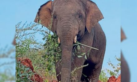 Omkar Elephant/ಓಂಕಾರ ಆನೆಗೆ ಹೆದರಿ ಶಾಲೆಗೆ ರಜೆ ಹಾಕಿದ ಮಕ್ಕಳು