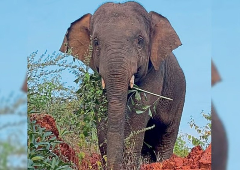 Omkar Elephant/ಓಂಕಾರ ಆನೆಗೆ ಹೆದರಿ ಶಾಲೆಗೆ ರಜೆ ಹಾಕಿದ ಮಕ್ಕಳು