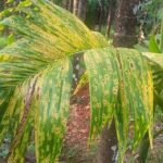 ಅಡಿಕೆ ಬೆಳೆ ಎಲೆ ಚುಕ್ಕಿ ರೋಗಕ್ಕೆ ಶಾಶ್ವತ ಪರಿಹಾರ ಏನು