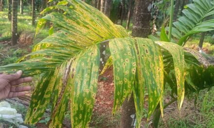 ಅಡಿಕೆ ಬೆಳೆ ಎಲೆ ಚುಕ್ಕಿ ರೋಗಕ್ಕೆ ಶಾಶ್ವತ ಪರಿಹಾರ ಏನು