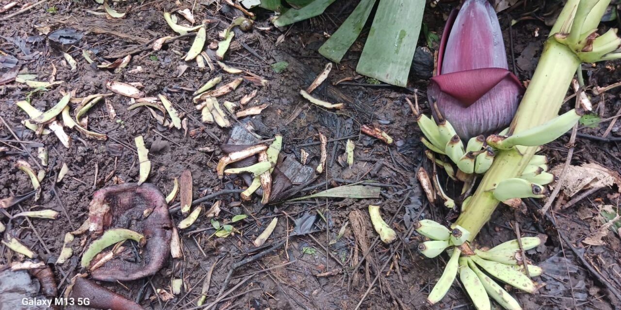 ಉತ್ತರ ಕನ್ನಡ ಜಿಲ್ಲೆಯಲ್ಲಿ ಕಾಡು ಪ್ರಾಣಿಗಳ ಉಪಟಳ