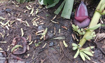 ಉತ್ತರ ಕನ್ನಡ ಜಿಲ್ಲೆಯಲ್ಲಿ ಕಾಡು ಪ್ರಾಣಿಗಳ ಉಪಟಳ