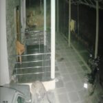 ಯಲ್ಲಾಪುರ ತಾಲೂಕಿನಲ್ಲಿ ಚಿರತೆ ಹಾವಳಿ, ಕಂಗಾಲಾದ ಜನತೆ