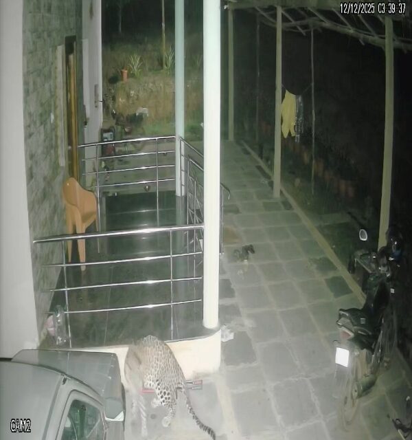 ಯಲ್ಲಾಪುರ ತಾಲೂಕಿನಲ್ಲಿ ಚಿರತೆ ಹಾವಳಿ, ಕಂಗಾಲಾದ ಜನತೆ