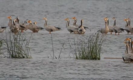 ಬಿಸಲುನಾಡಿಗೆ ಬಂದ ಚಳಿಗಾಲದ ಅಪರೂಪದ ವಿದೇಶಿ ಅತಿಥಿಗಳು