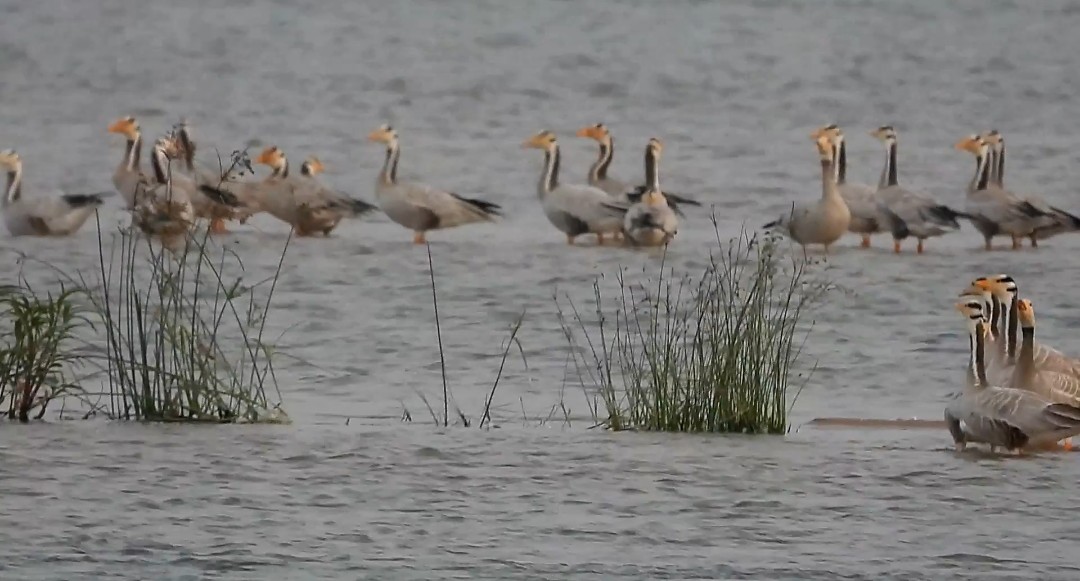 ಬಿಸಲುನಾಡಿಗೆ ಬಂದ ಚಳಿಗಾಲದ ಅಪರೂಪದ ವಿದೇಶಿ ಅತಿಥಿಗಳು
