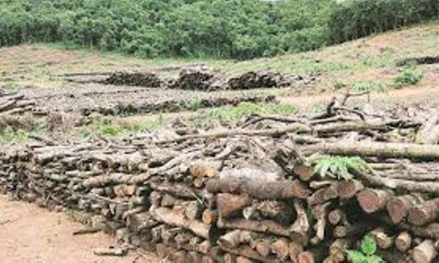 ಗಿಡಮರಗಳ ಬಗ್ಗೆ ನಿರ್ಲಕ್ಷವೇ…? ಗೋವಾದಲ್ಲಿ 4.85 ಗಿಡಗಳನ್ನು ನೆಡಲು ಬಾಕಿ