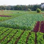 ಗೋವಾದಲ್ಲಿ ತರಕಾರಿ ಬೆಳೆ ಹೆಚ್ಚಳವಾದ್ರೂ ಕರ್ನಾಟಕದ ತರಕಾರಿಗೆ ಕಡಿಮೆಯಾಗದ ಬೇಡಿಕೆ