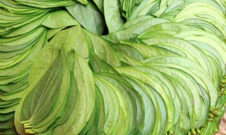 ಬೆಟಗೇರಿ ಸುತ್ತಲಿನ ಹಳ್ಳಿಗಳಲ್ಲಿ ವೀಳ್ಯದೆಲೆಗೆ ಬಂಗಾರದ ಬೆಲೆ..!