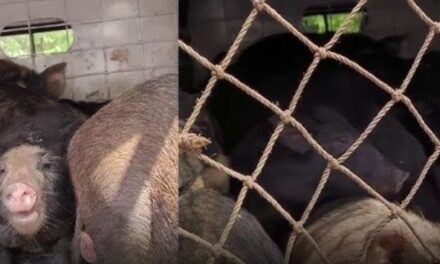 ಗೋವಾಕ್ಕೆ 53 ಹಂದಿಗಳ ಸಾಗಾಟ ಪ್ರಕರಣ 2050 ರೂ ದಂಡ ವಿಧಿಸಿದ ಕೋರ್ಟ