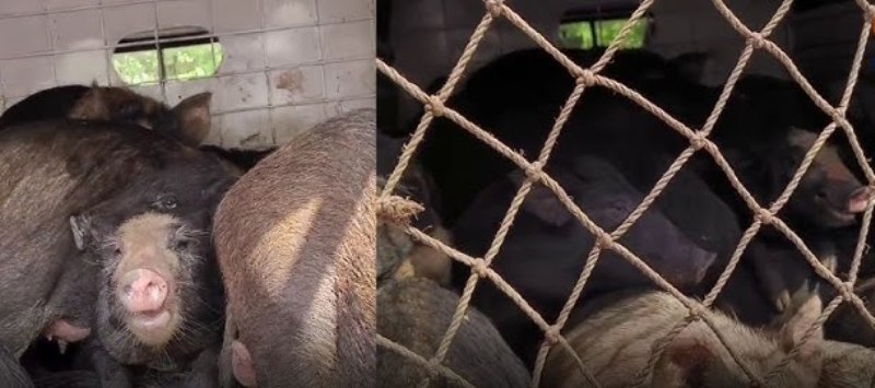 ಗೋವಾಕ್ಕೆ 53 ಹಂದಿಗಳ ಸಾಗಾಟ ಪ್ರಕರಣ 2050 ರೂ ದಂಡ ವಿಧಿಸಿದ ಕೋರ್ಟ