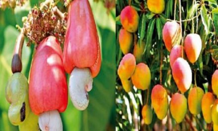 ಗೋವಾದ ಕೃಷಿ ಉತ್ಪನ್ನಕ್ಕೆ ಜಿಐ ಟ್ಯಾಗ್