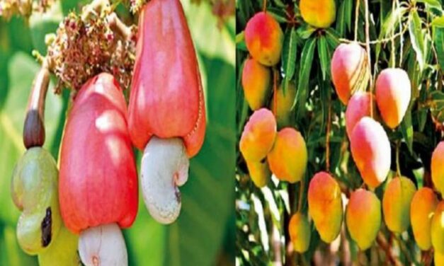 ಗೋವಾದ ಕೃಷಿ ಉತ್ಪನ್ನಕ್ಕೆ ಜಿಐ ಟ್ಯಾಗ್