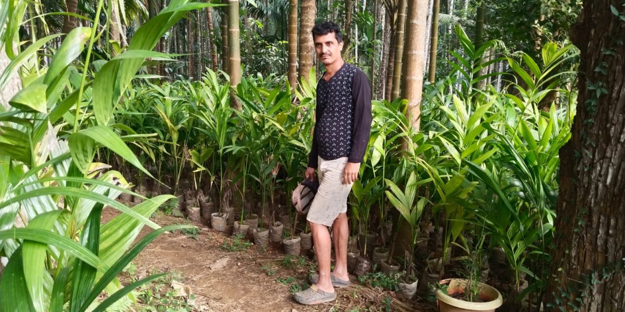 ಜೋಯಿಡಾದ ನಿಸರ್ಗದ ಮಡಿಲಲ್ಲಿ ಒಂದು ಅಡಿಕೆ ನರ್ಸರಿ