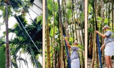 ದೋಟಿ ಹಿಡಿದು ಅಡಿಕೆ ಕೊನೆ ಕೊಯ್ದ ಸಂಸದರಾದ ವಿಶ್ವೇಶ್ವರ ಹೆಗಡೆ ಕಾಗೇರಿ