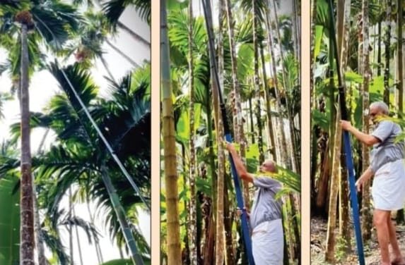 ದೋಟಿ ಹಿಡಿದು ಅಡಿಕೆ ಕೊನೆ ಕೊಯ್ದ ಸಂಸದರಾದ ವಿಶ್ವೇಶ್ವರ ಹೆಗಡೆ ಕಾಗೇರಿ