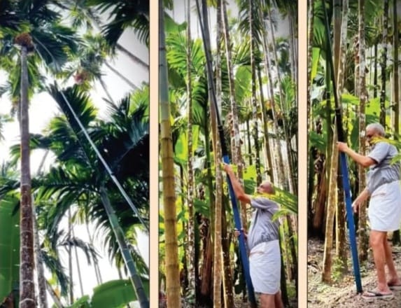 ದೋಟಿ ಹಿಡಿದು ಅಡಿಕೆ ಕೊನೆ ಕೊಯ್ದ ಸಂಸದರಾದ ವಿಶ್ವೇಶ್ವರ ಹೆಗಡೆ ಕಾಗೇರಿ