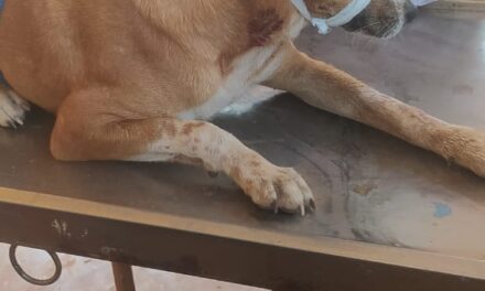 ಉಳವಿಯ ಚಂದ್ರಾಳಿ ಯಲ್ಲಿ ನಾಯಿ ಮೇಲೆ ಚಿರತೆ ಧಾಳಿ