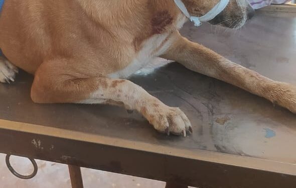 ಉಳವಿಯ ಚಂದ್ರಾಳಿ ಯಲ್ಲಿ ನಾಯಿ ಮೇಲೆ ಚಿರತೆ ಧಾಳಿ