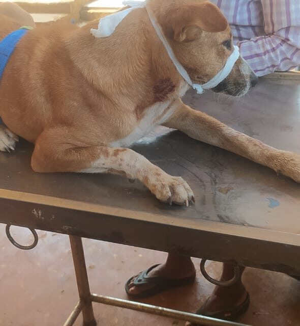 ಉಳವಿಯ ಚಂದ್ರಾಳಿ ಯಲ್ಲಿ ನಾಯಿ ಮೇಲೆ ಚಿರತೆ ಧಾಳಿ