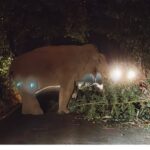 ಚಾರ್ಮಾಡಿ ಘಾಟಿಯಲ್ಲಿ ಕಾಡಾನೆ ಪ್ರತ್ಯಕ್ಷ,ವಾಹನ ಸವಾರರಲ್ಲಿ ಆತಂಕ