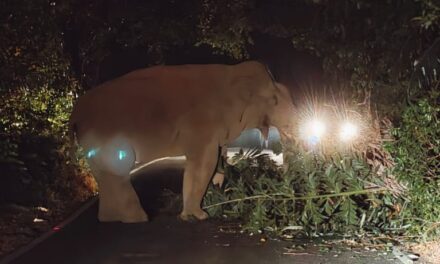 ಚಾರ್ಮಾಡಿ ಘಾಟಿಯಲ್ಲಿ ಕಾಡಾನೆ ಪ್ರತ್ಯಕ್ಷ,ವಾಹನ ಸವಾರರಲ್ಲಿ ಆತಂಕ