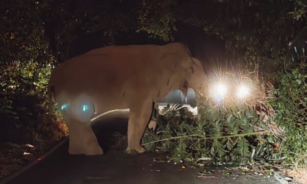 ಚಾರ್ಮಾಡಿ ಘಾಟಿಯಲ್ಲಿ ಕಾಡಾನೆ ಪ್ರತ್ಯಕ್ಷ,ವಾಹನ ಸವಾರರಲ್ಲಿ ಆತಂಕ