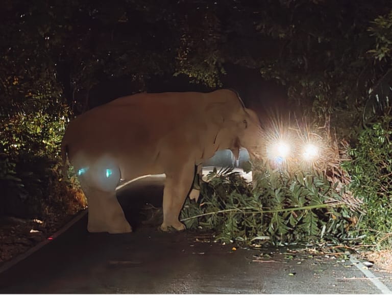 ಚಾರ್ಮಾಡಿ ಘಾಟಿಯಲ್ಲಿ ಕಾಡಾನೆ ಪ್ರತ್ಯಕ್ಷ,ವಾಹನ ಸವಾರರಲ್ಲಿ ಆತಂಕ