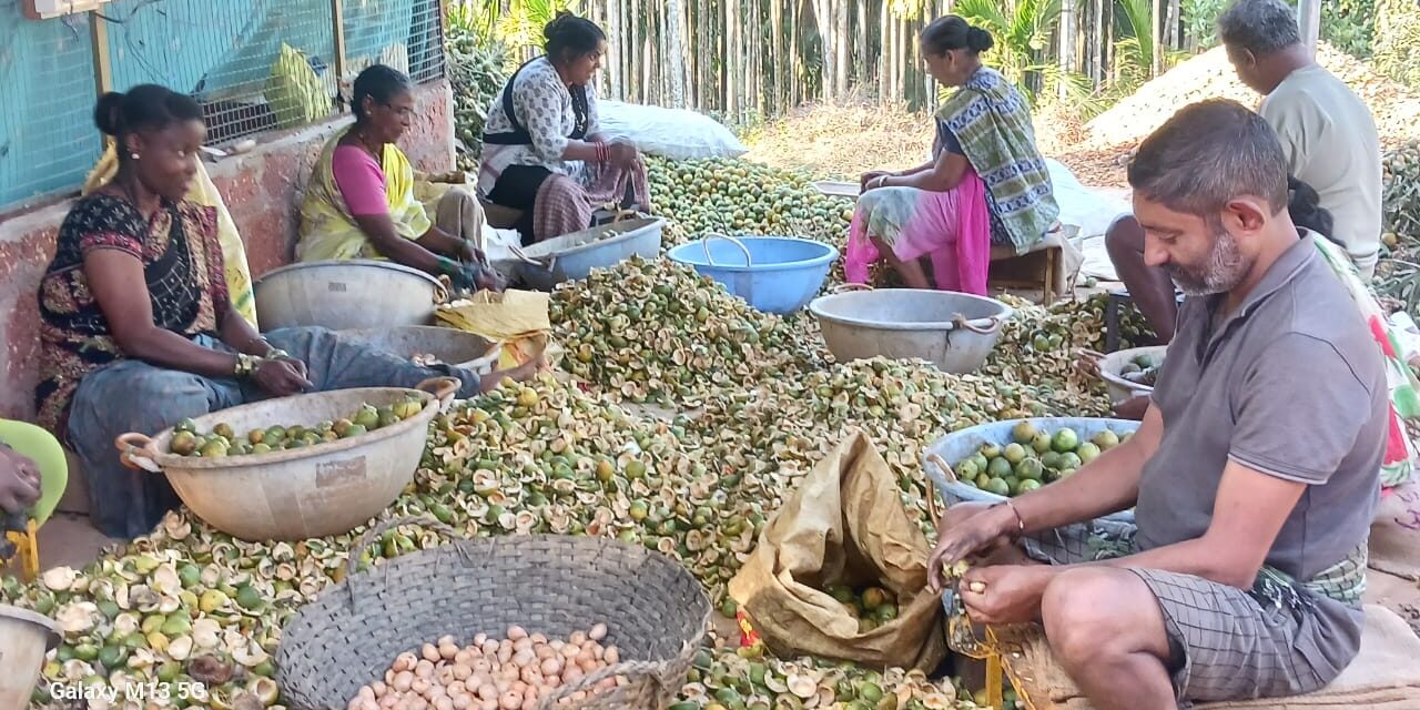 ಜೋಯಿಡಾ ದಲ್ಲಿ ಅಡಿಕೆ ಕಂಬಳ
