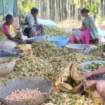 ಜೋಯಿಡಾ ದಲ್ಲಿ ಅಡಿಕೆ ಕಂಬಳ