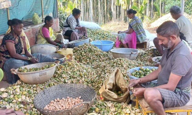 ಜೋಯಿಡಾ ದಲ್ಲಿ ಅಡಿಕೆ ಕಂಬಳ