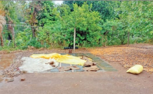 ಶಿರಸಿ ತಾಲೂಕಿನ ಕೆಲವು ಕಡೆ ಅಕಾಲಿಕ ಮಳೆ: ಬೆಳೆ ರಕ್ಷಣೆಗೆ ರೈತರ ಪರದಾಟ