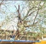 ಯಲ್ಲಾಪುರ ಪಟ್ಟಣದಲ್ಲಿಯ ಆತಂಕಕಾರಿ ಮರದ ರೆಂಬೆಗಳ ತೆರವು