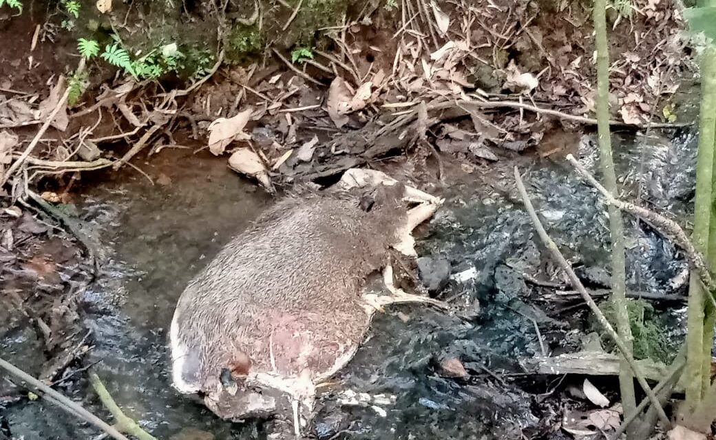 ಕುಡಿಯುವ ನೀರಿಗೆ ಸತ್ತು ಬಿದ್ದ ಜಿಂಕೆ