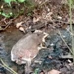 ಕುಡಿಯುವ ನೀರಿಗೆ ಸತ್ತು ಬಿದ್ದ ಜಿಂಕೆ