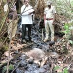 ಜೋಯಿಡಾ ನಾಲೆಯಲ್ಲಿ ಸತ್ತ ಪ್ರಾಣಿಯ ಗುರುತು ಪತ್ತೆ