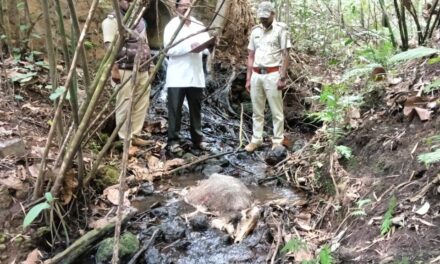 ಜೋಯಿಡಾ ನಾಲೆಯಲ್ಲಿ ಸತ್ತ ಪ್ರಾಣಿಯ ಗುರುತು ಪತ್ತೆ
