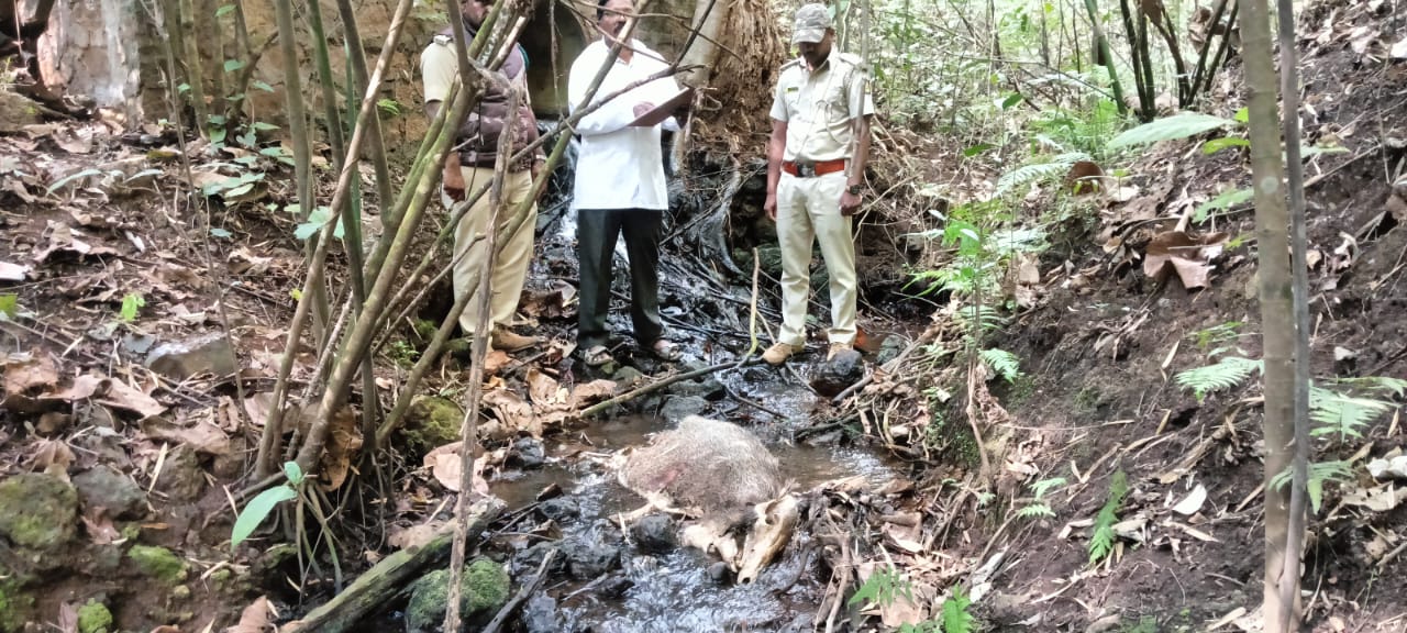 ಜೋಯಿಡಾ ನಾಲೆಯಲ್ಲಿ ಸತ್ತ ಪ್ರಾಣಿಯ ಗುರುತು ಪತ್ತೆ