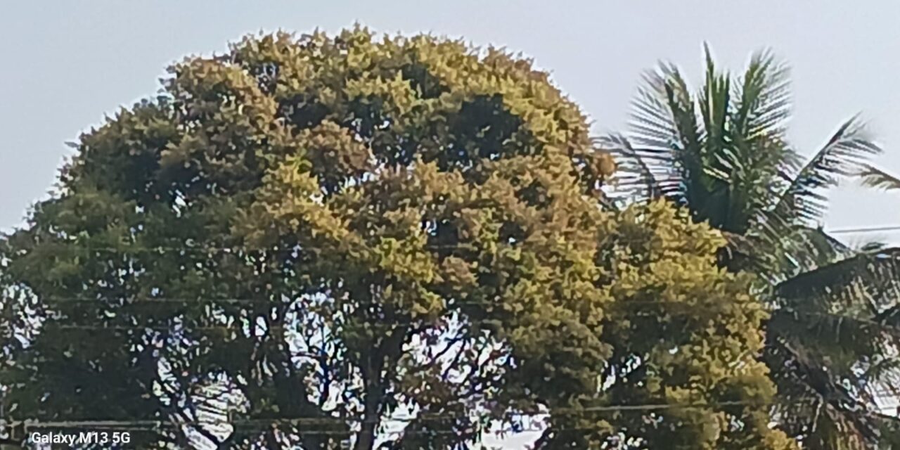 ಜೋಯಿಡಾ ತಾಲೂಕಿನಲ್ಲಿ ಮಾವು ಹೂವು