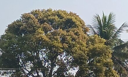 ಜೋಯಿಡಾ ತಾಲೂಕಿನಲ್ಲಿ ಮಾವು ಹೂವು