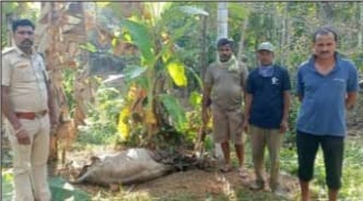 ಯಲ್ಲಾಪುರದ ಹೊನ್ನಳ್ಳಿಯಲ್ಲಿ ಹಸುವನ್ನು ಹಿಡಿದು ತಿಂದ ಹುಲಿ