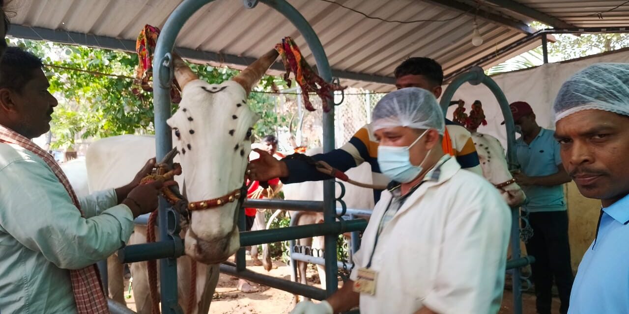 ಉಳವಿ ಜಾತ್ರೆಯ ನಿಮಿತ್ತ ಪಶು ಇಲಾಖೆಯಿಂದ ನಿರಂತರ ಸೇವೆ