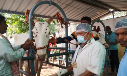 ಉಳವಿ ಜಾತ್ರೆಯ ನಿಮಿತ್ತ ಪಶು ಇಲಾಖೆಯಿಂದ ನಿರಂತರ ಸೇವೆ