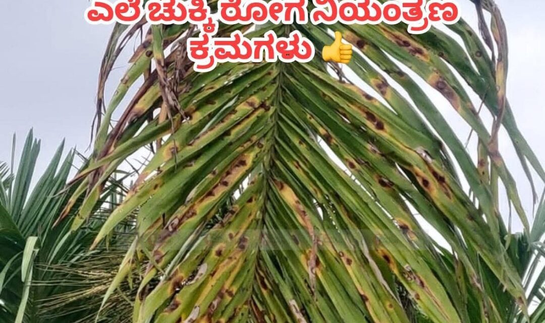 ಅಡಿಕೆ ಬೆಳೆಗಾರರು ಕಂಗಾಲಾಗಿರುವ ಎಲೆ ಚುಕ್ಕಿ ರೋಗ ನಿಯಂತ್ರಿಸುವ ಕ್ರಮ