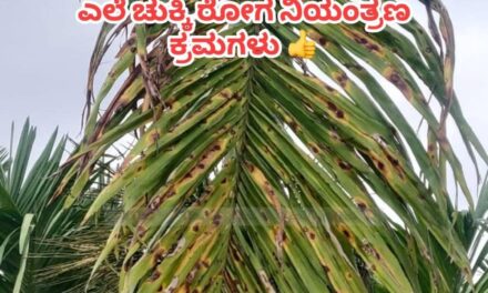 ಅಡಿಕೆ ಬೆಳೆಗಾರರು ಕಂಗಾಲಾಗಿರುವ ಎಲೆ ಚುಕ್ಕಿ ರೋಗ ನಿಯಂತ್ರಿಸುವ ಕ್ರಮ
