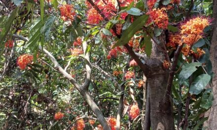 ಚಂದ ಕ್ಕಿಂತ ಚಂದ ಹೂವೇ ಹೂವುಗಳು