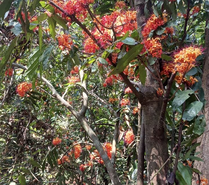 ಚಂದ ಕ್ಕಿಂತ ಚಂದ ಹೂವೇ ಹೂವುಗಳು